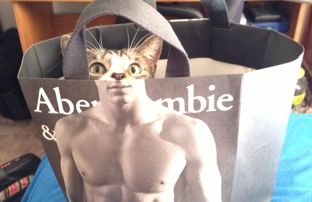 Cat with Abs @imgur/Pinterest.com