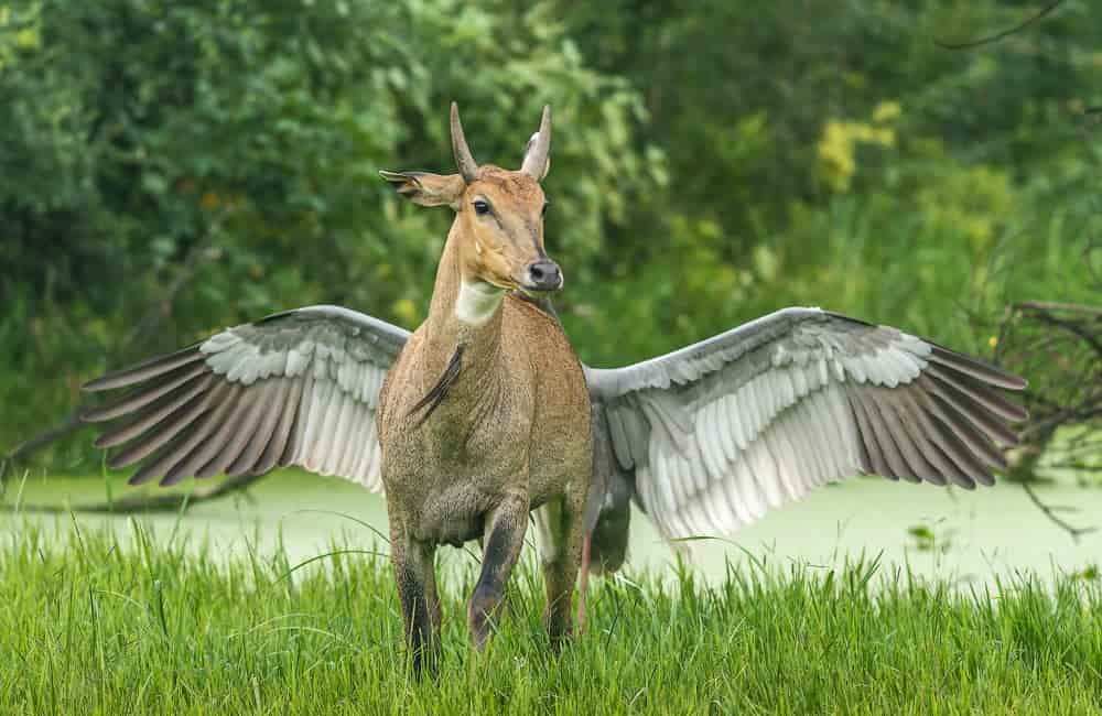 Real-Life Peryton @Sanctuary Asia/Facebook.com