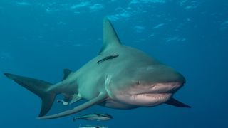 Photograph of a swimming bull shark.