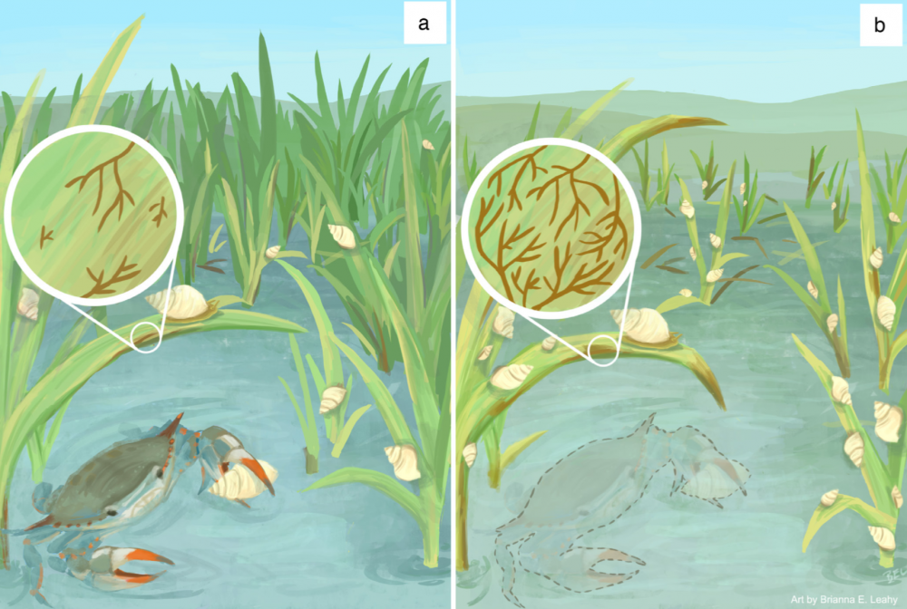 The Long Arm of Species Loss | The Current